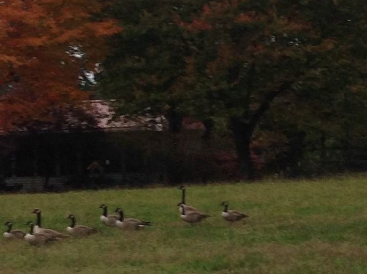 住宿加早餐  Meadow View Farm