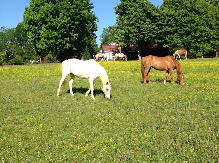 住宿加早餐  Meadow View Farm