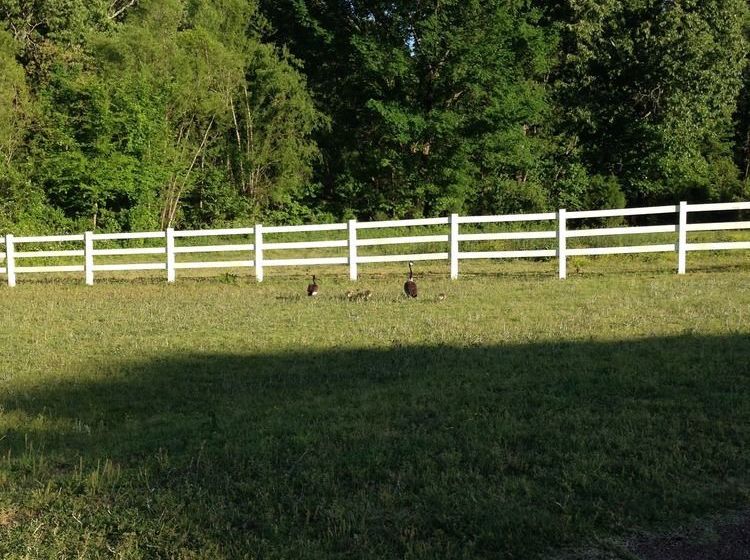 住宿加早餐  Meadow View Farm