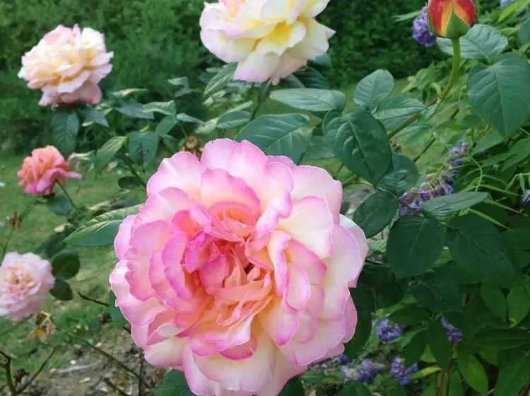 مبيت وإفطار Meadow View Farm