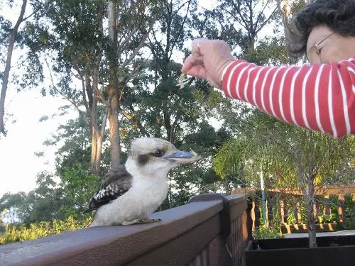 ペンション Chalet Swisse Spa