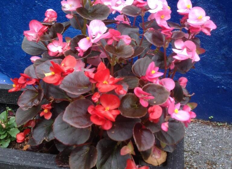 Pension (Hôtel basse catégorie) The Brandize Guest House