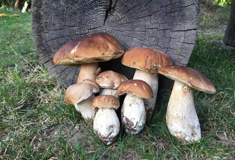 ホテル Agroturystyka Pod Modrzewiem   Babia Góra