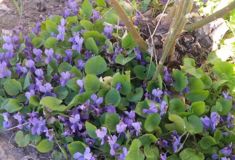فندق Ferme De Sejour Rebuffel