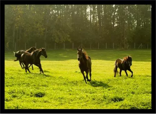 Majatalo Alba Regia Pansion Egri