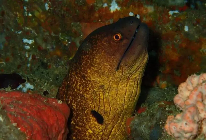 Majatalo Dune Towers