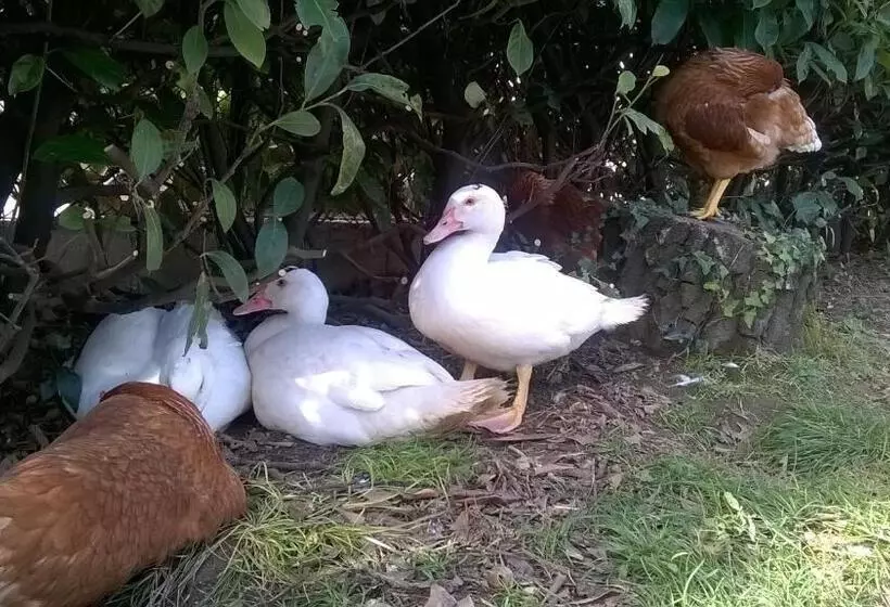 ペンション Twins Farm