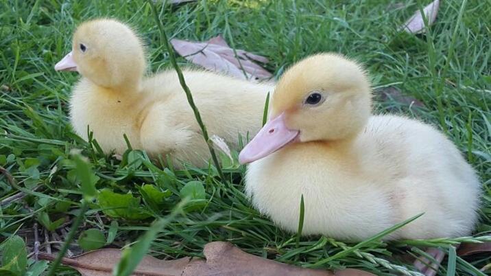 פנסיון Twins Farm