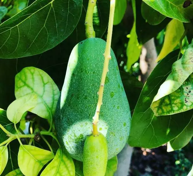 Aamiaismajoitus (B&B) Suleymans Garden