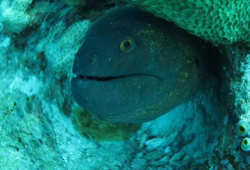 هتل Vaali Maldives Island Escapes & Dive