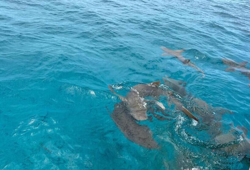 هتل Vaali Maldives Island Escapes & Dive