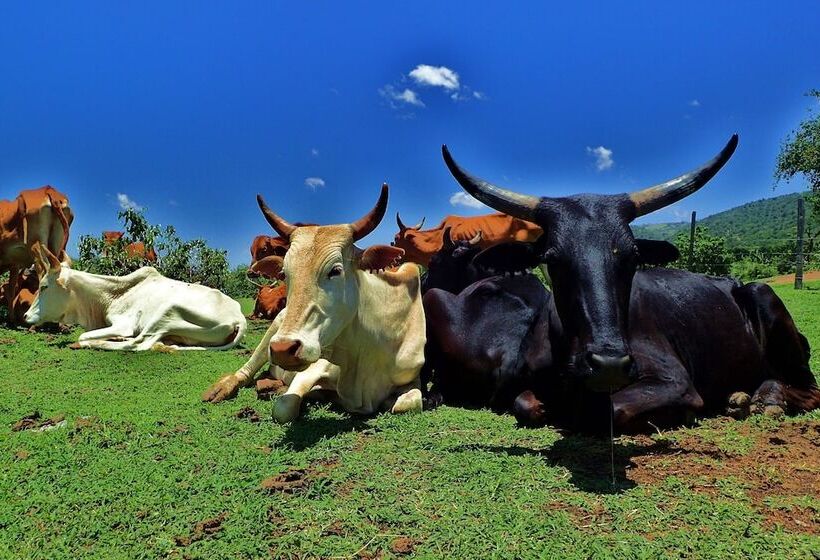 هتل Olonyori Maasai House