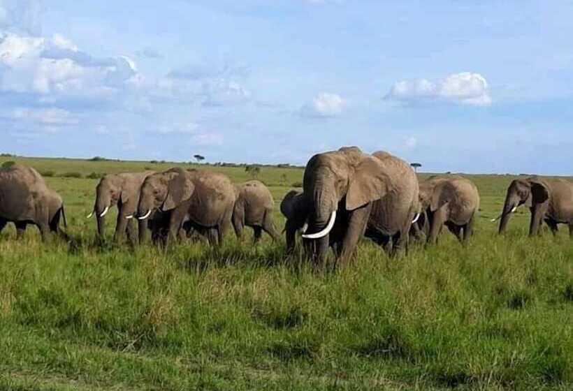 هتل Semadep Safari Camp