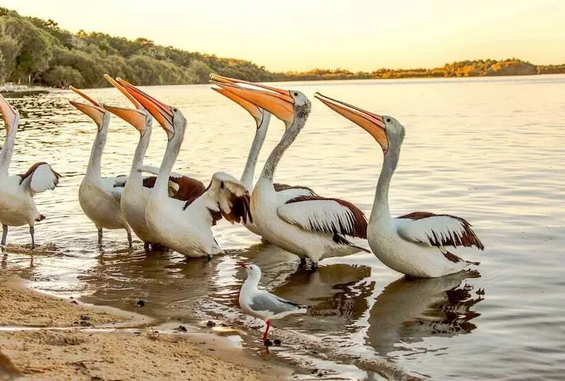 Отель Nrma Blue Dolphin Yamba Holiday Resort