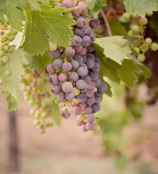 酒店 Geyserville Inn