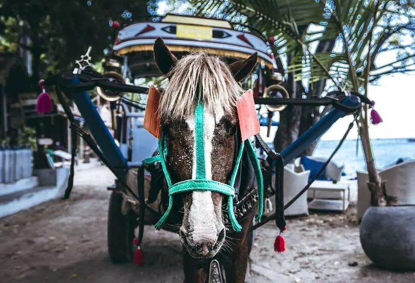 هتل Manta Dive Resort Gili Air