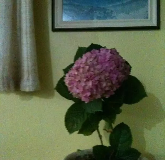 호텔 Nova Pousada Do Canal