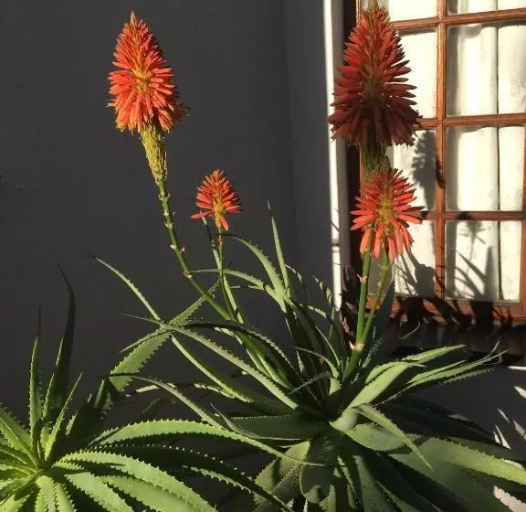 Пансион Sleepers Villa Guesthouse