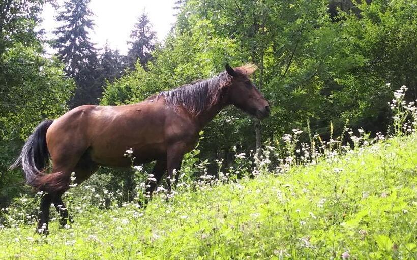 הוסטל Dimis Ferdobi