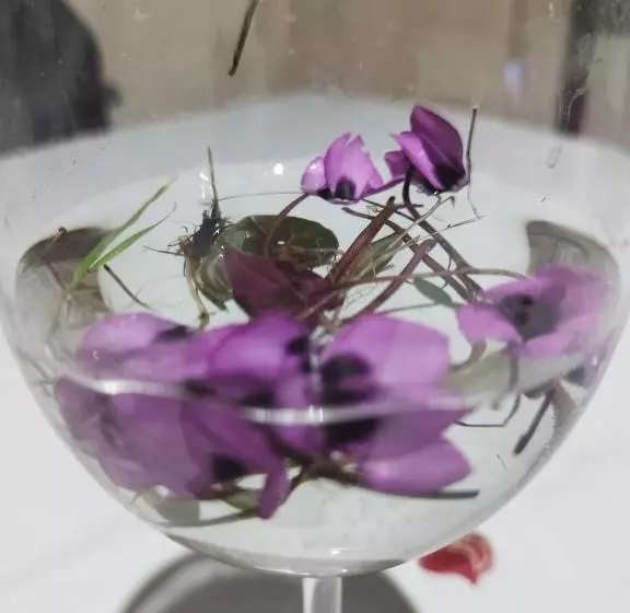 Retkeilymaja Dimis Ferdobi