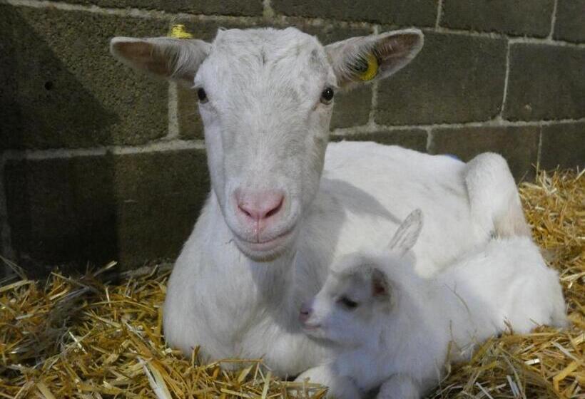 Отель Agriturismo Why Farm