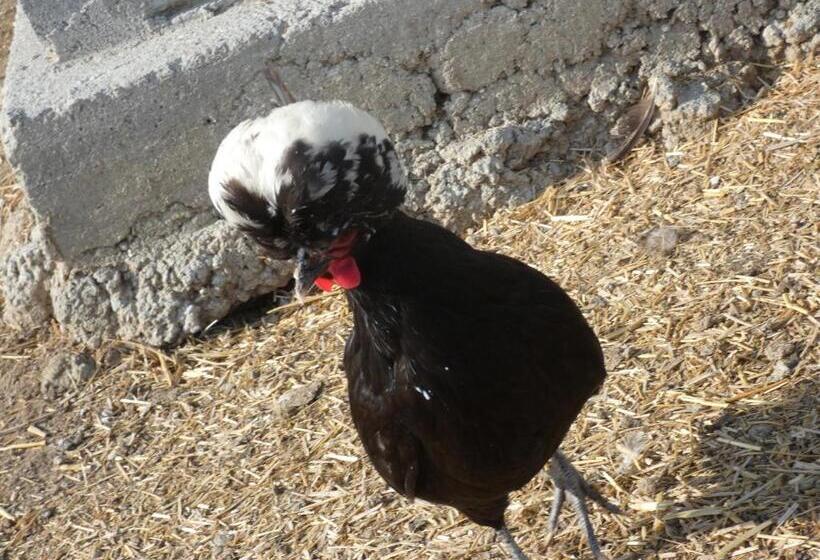 Отель Agriturismo Why Farm