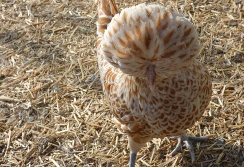 Отель Agriturismo Why Farm