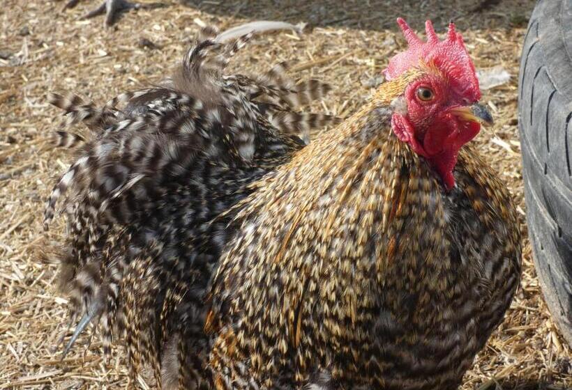 Отель Agriturismo Why Farm