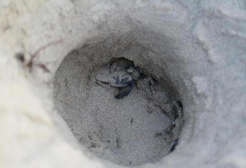 فندق Zihua Express