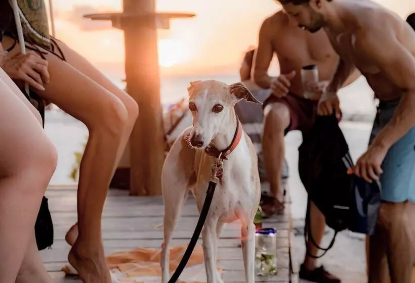 호텔 Zomay Beachfront Holbox