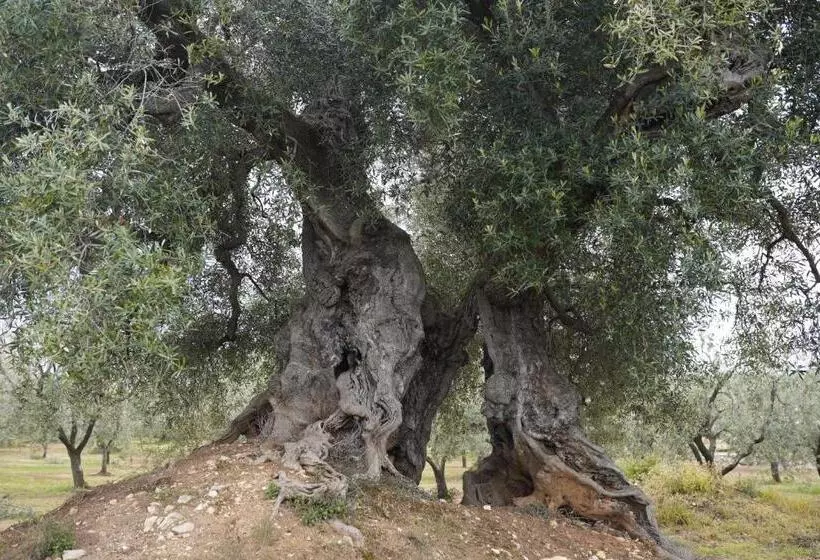 ホテル Masseria Casamassima Agriturismo