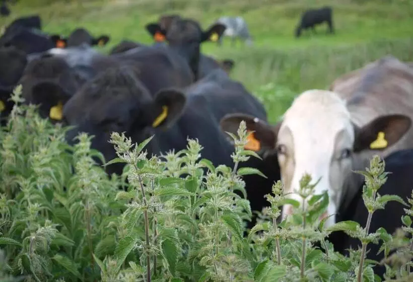 膳宿费 The Lodge On The Marsh