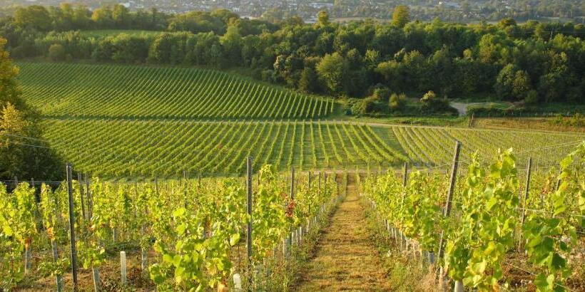 ホテル Denbies Vineyard