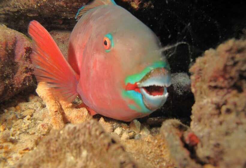 هتل Annama Lodge And Dive