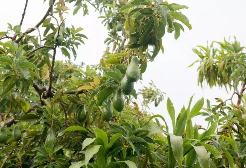 ペンション Le Manglier