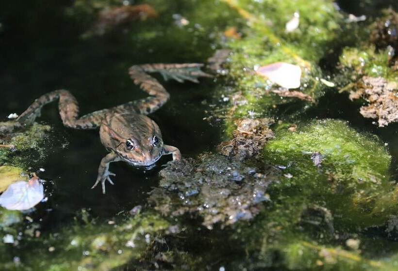 פנסיון Les Temps Des Sources