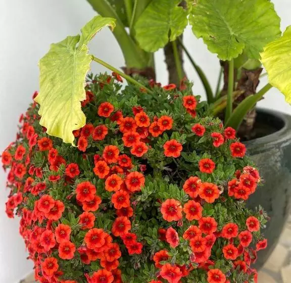 ベッドアンドブレックファースト Palm View Guesthouse, Adults Only