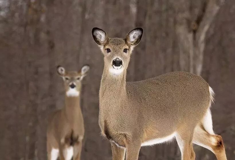 Aamiaismajoitus (B&B) Belle De Nuit