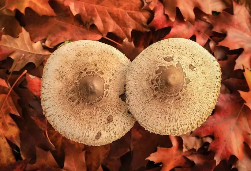 Aamiaismajoitus (B&B) Chao Do Rio  Turismo De Aldeia