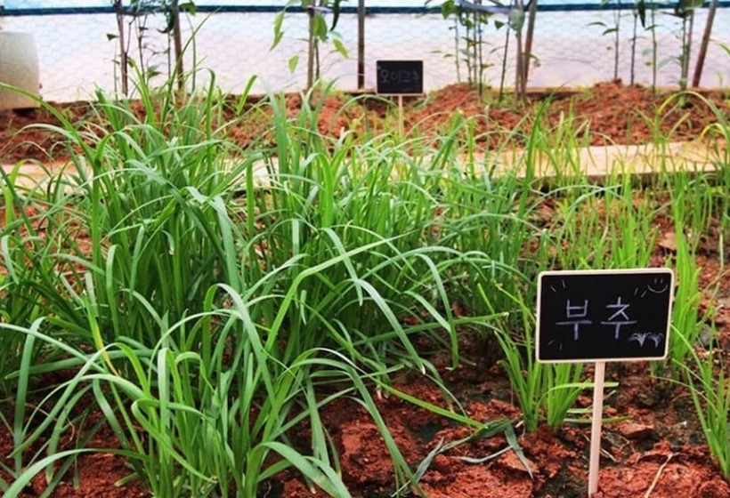 Buan Pullip Love Pension