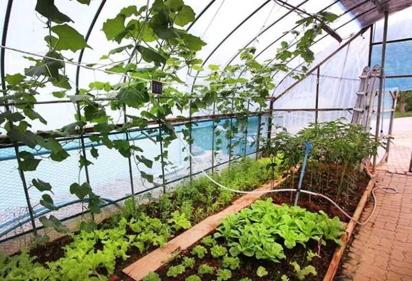 Buan Pullip Love Pension