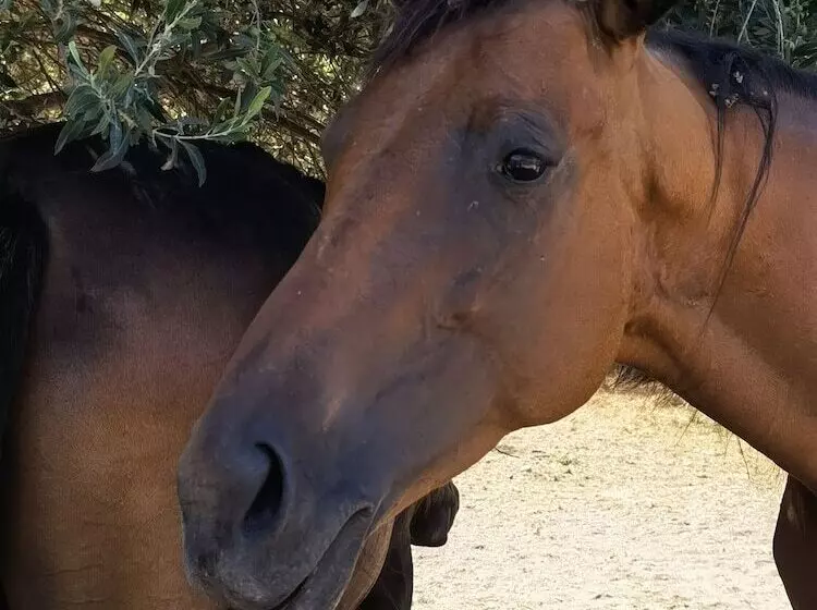 Maaseutuhotelli La Corte Degli Ulivi