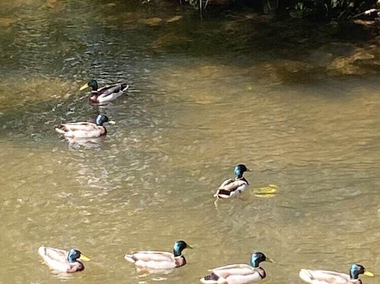 Riverbank Cottage Lake District, Double Balcony