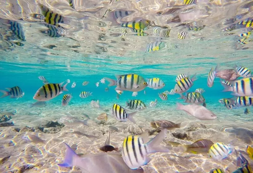 Boutique Hotel Bougainvillea