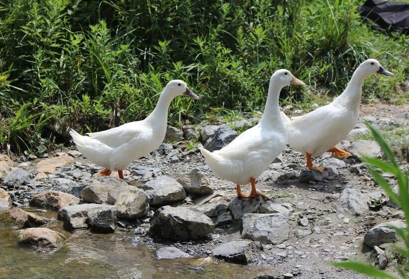 مبيت وإفطار Mary S Land Farm