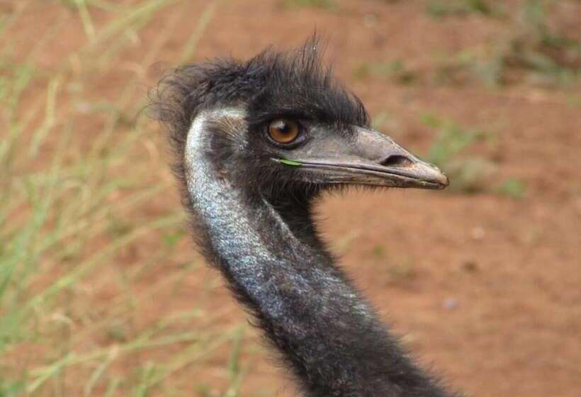 فندق Fazenda Topada