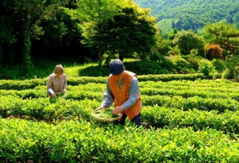 Boseong Shillok Hanok Pension