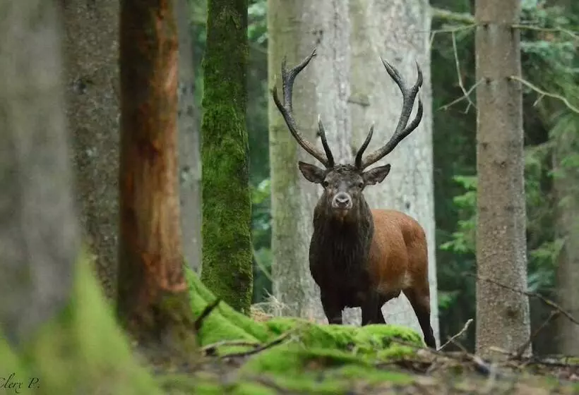 ペンション Les 12 Bois Du Cerf