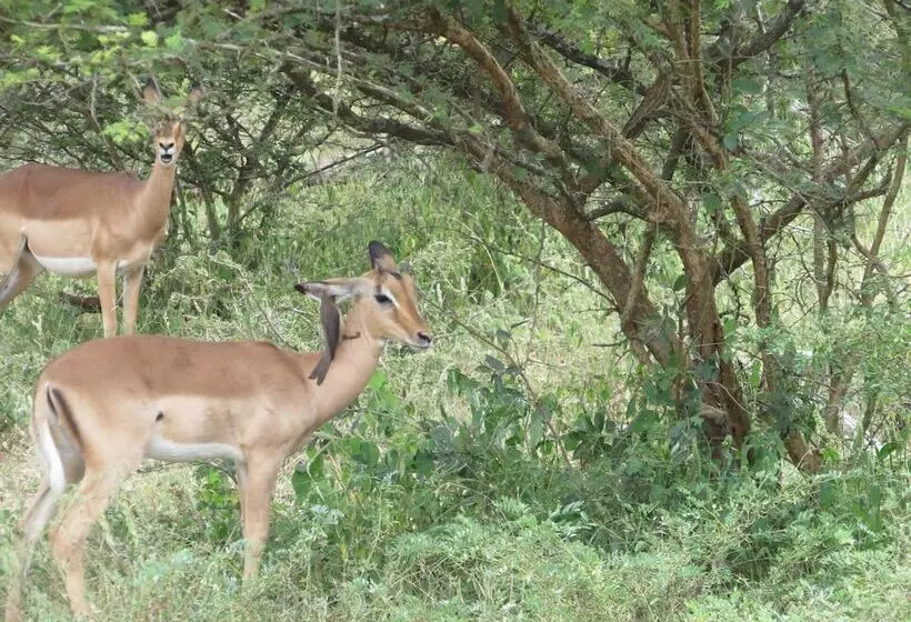 ホテル Kruger Maroela Lodge