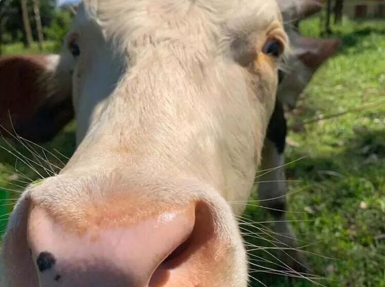 Hotelli Villa Rodeo Lodge